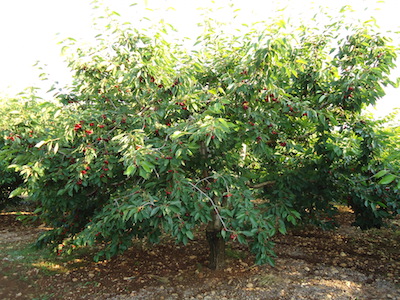 albero di 'ciliegia Ferrovia'