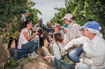 vendemmia a T Emera ph Andrea Ciccarese