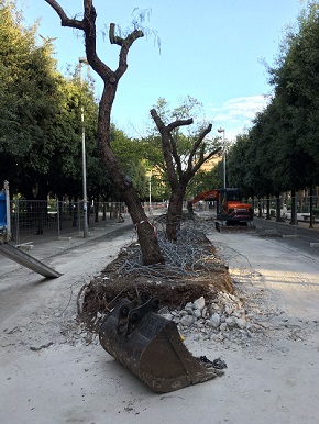 alberi-vasconi-piazza-umberto