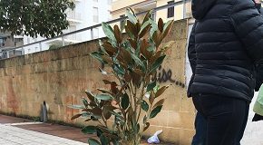 un albero per maria