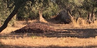 uomo denunicato e multato per prelievo abusivo posidonia