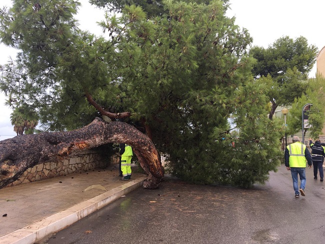 albero caduto barletta