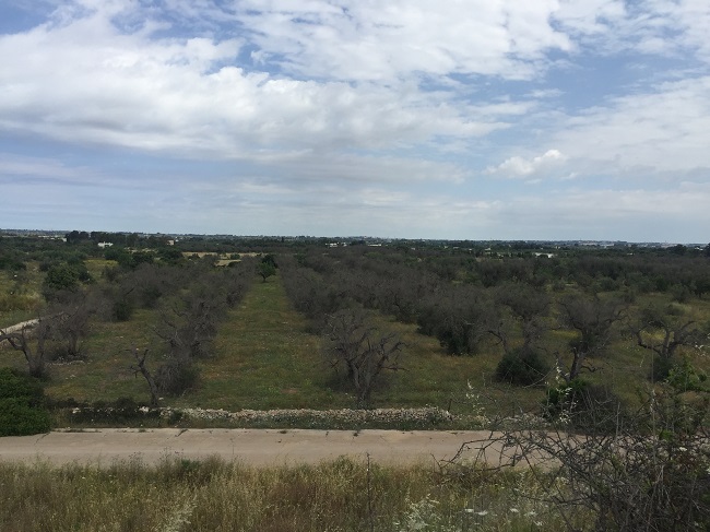 xylella