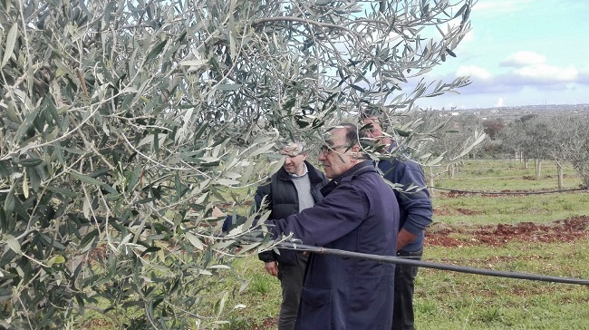 gelate dello scorso inverno, sopralluogo della regione a castellana