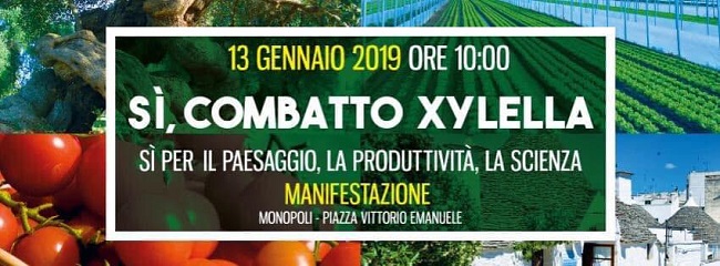 monopoli, si combatto xylella