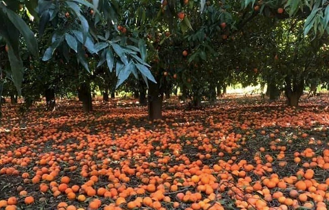 agrumi per terra a marcire