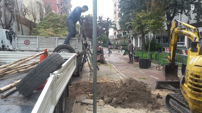 intervento di sostituzione pini in via vitrani