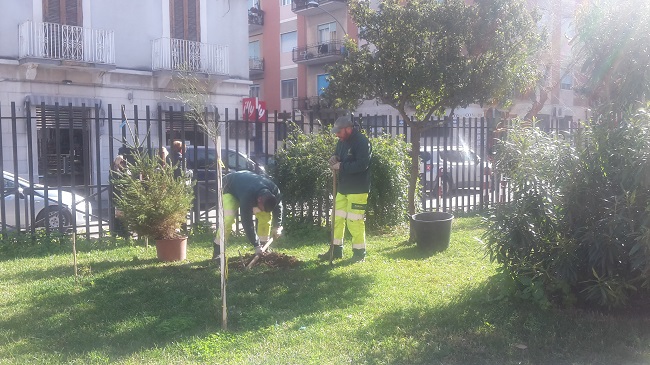 piantumazione abeti nei plessi scolastici cittadini con aree verdi