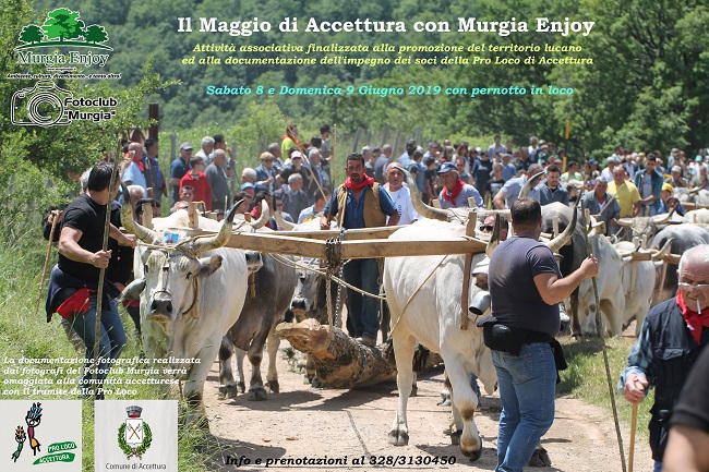 locandina 'il maggio di accettura con murgia enjoy'