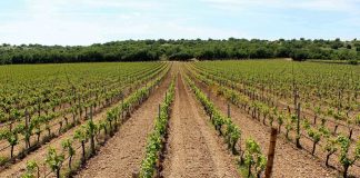 vigneto gentile