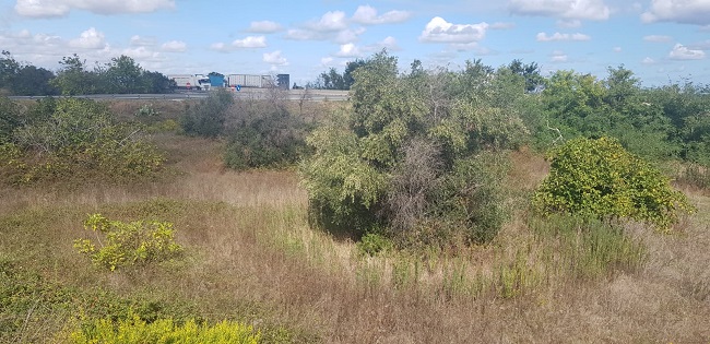 xylella, alberi infetti