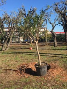 giornata nazionale degli alberi