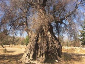 xylella (albero)