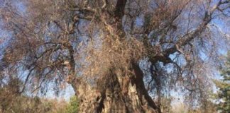 xylella (albero)