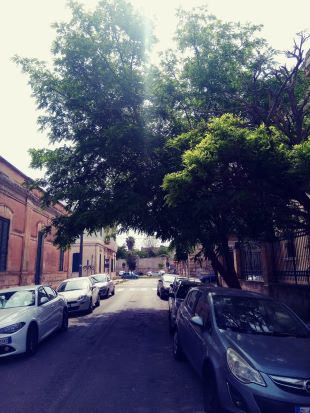 albero pericoloso per pedoni e auto