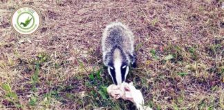 la meravigliosa biodiversità del salento