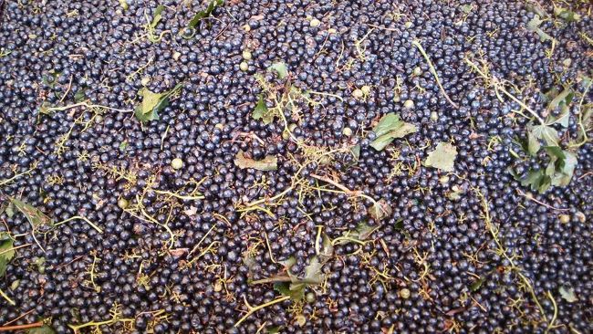 uva da vino