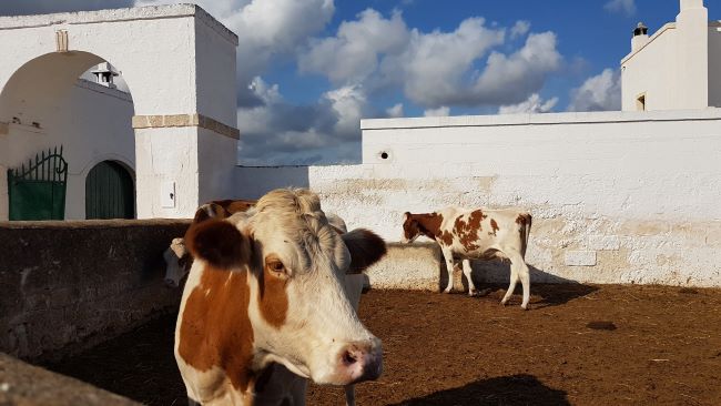 mucche mucca zootecnia allevamento