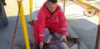 Tartaruga in vasca Petrolchimico, salvata dai vigili del fuoco a Brindisi