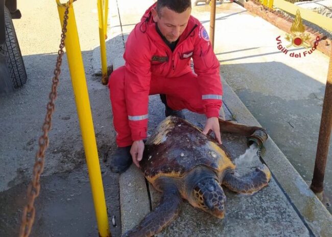 Tartaruga in vasca Petrolchimico, salvata dai vigili del fuoco a Brindisi