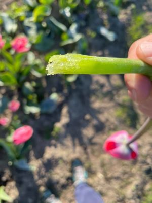 gelata campo di tulipani foggia