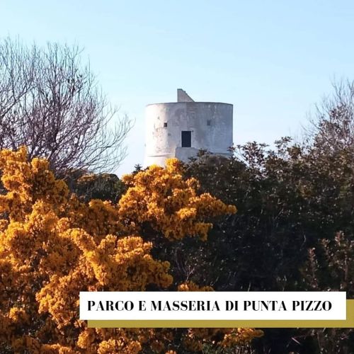 grafica punta pizzo