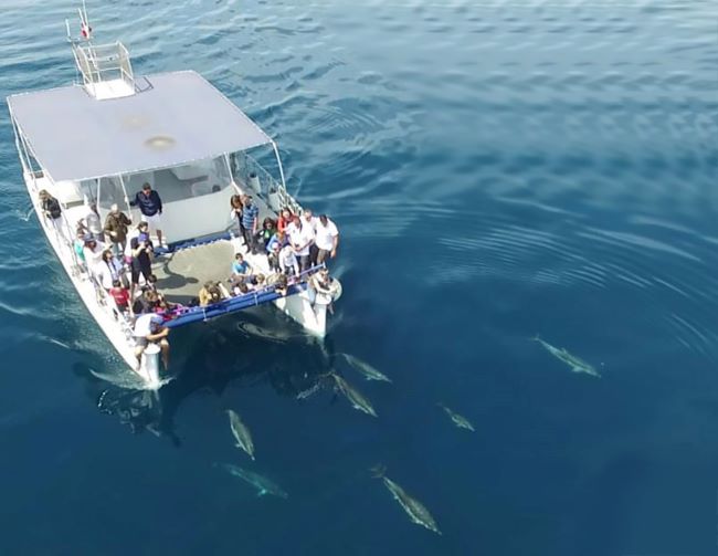 catamarano jdc con delfini da drone
