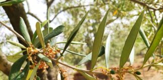 clima torrido e persistente siccità provocano gravi danni all'agricoltura pugliese