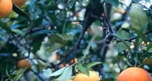 vico del gargano arance