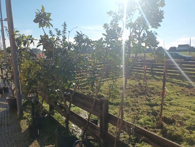Francavilla Fontana, 50 alberi per gli orti urbani di via Carlo Alberto Dalla Chiesa Francavilla Fontana, 50 alberi per gli orti urbani di via Carlo Alberto Dalla Chiesa