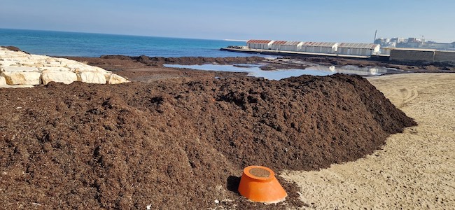 Bari, dal 24 febbraio la rimozione della posidonia spiaggiata