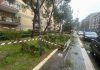 Alberi Caduti a Bari: le dichiarazioni dell’assessora Perlino