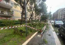 Alberi Caduti a Bari: le dichiarazioni dell’assessora Perlino