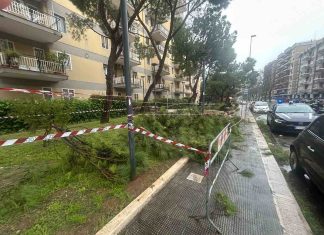 Alberi Caduti a Bari: le dichiarazioni dell’assessora Perlino