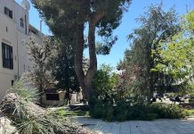 Ruvo di Puglia, piazza Dante: manutenzione e messa in sicurezza del verde