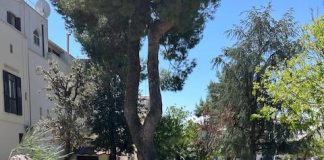 Ruvo di Puglia, piazza Dante: manutenzione e messa in sicurezza del verde