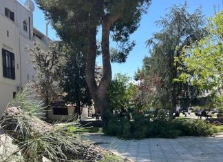 Ruvo di Puglia, piazza Dante: manutenzione e messa in sicurezza del verde